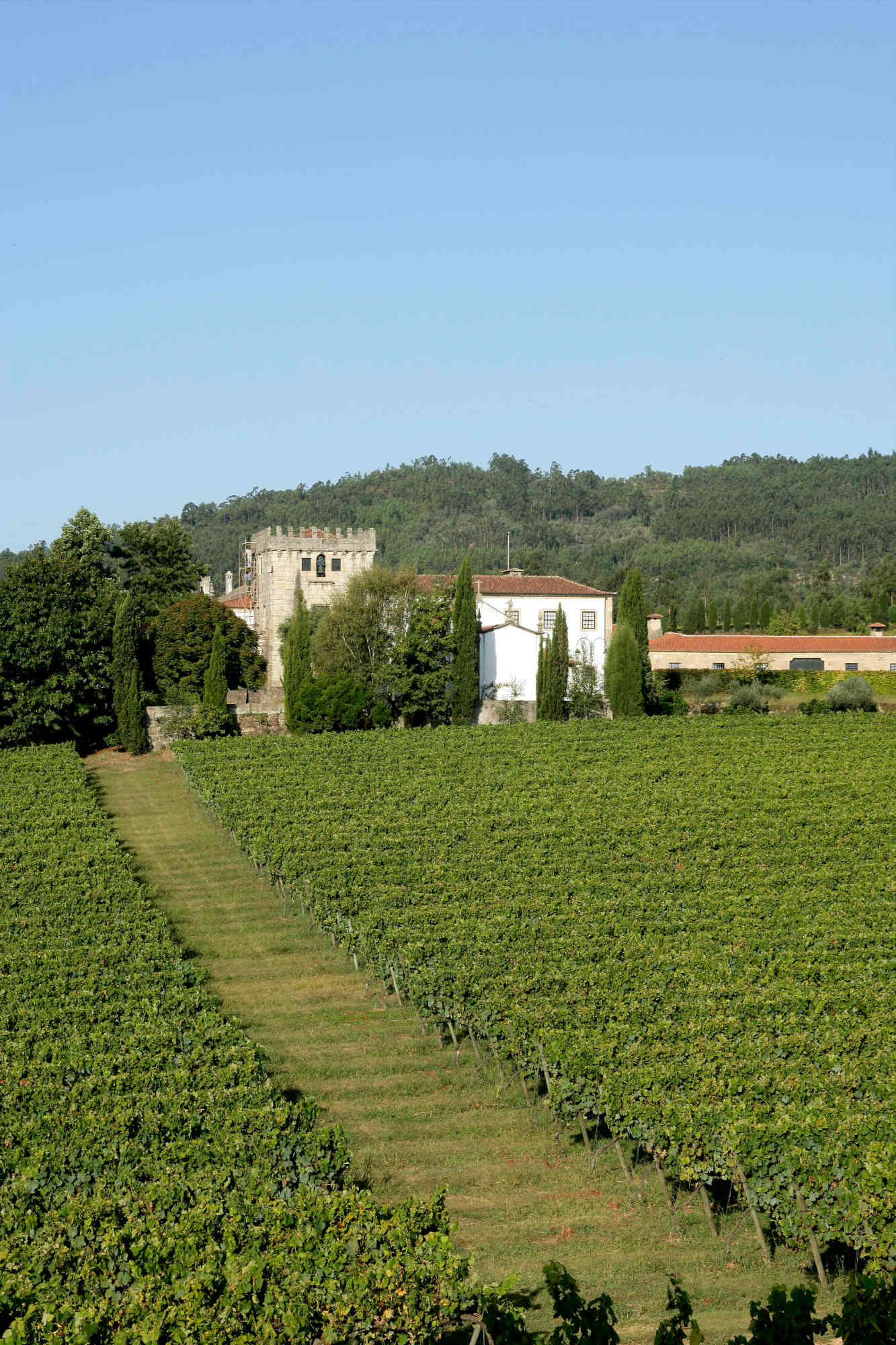 Quinta de Azevedo Loureiro Escolha
