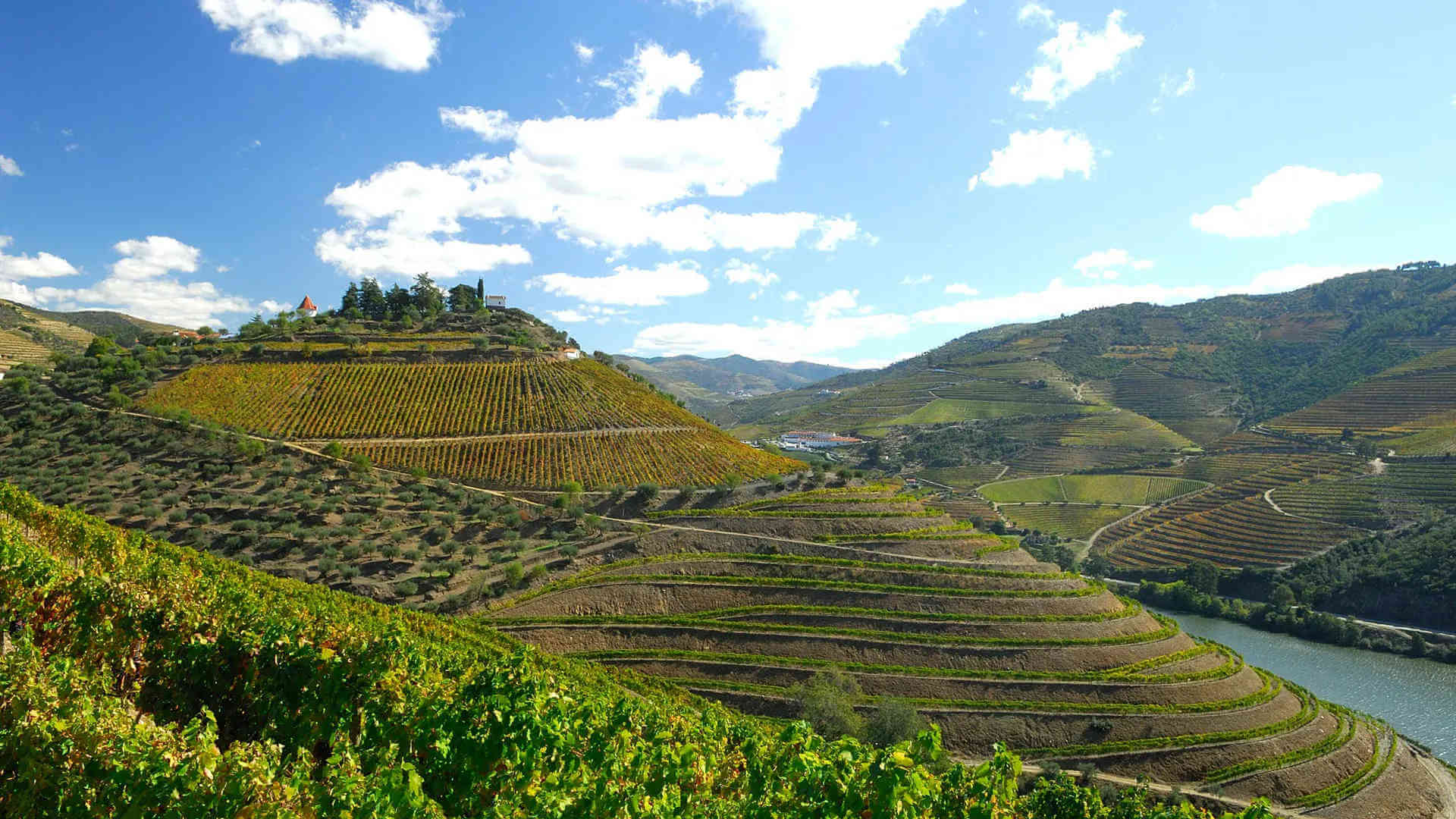 Quinta do Crasto Touriga Nacional