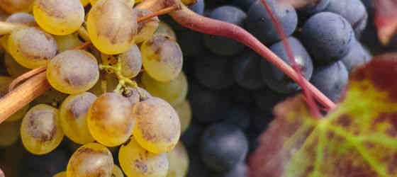 Ausschnitt mit Teilen einer weißen, einer roten Traube und einem Weinblatt