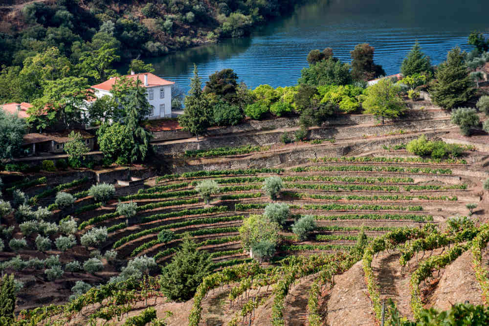 Vinha dos Cardenhos Weinberg