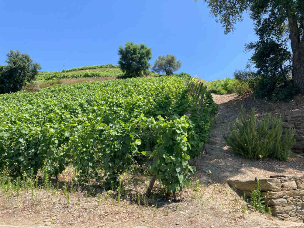 Manoella Tinto