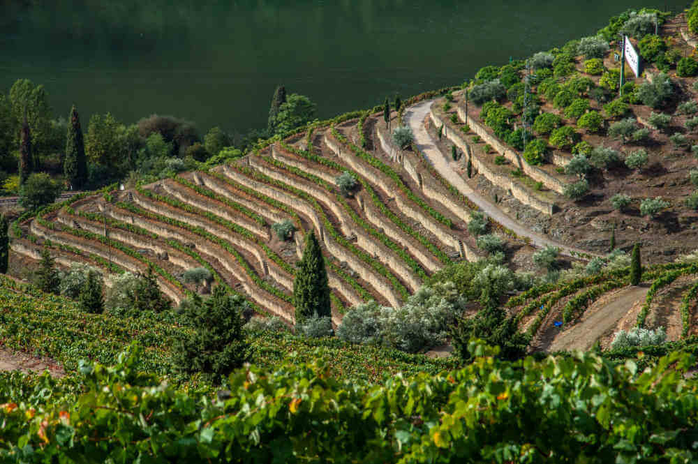 Port Arthur Weinbeg Osten