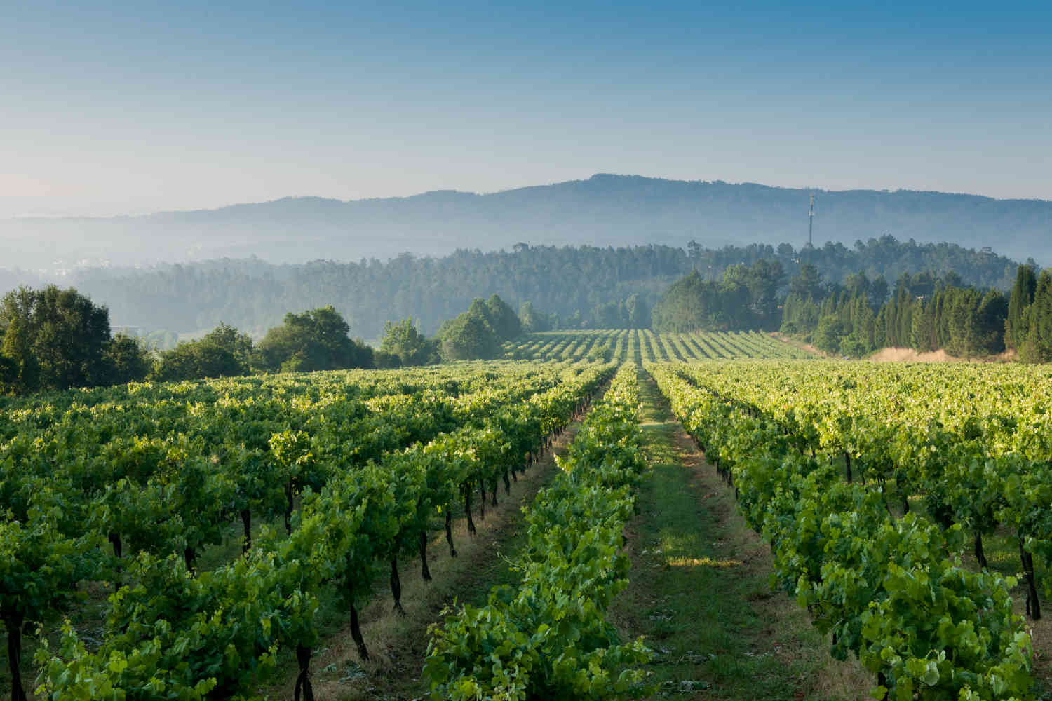 Azevedo Vinho Verde