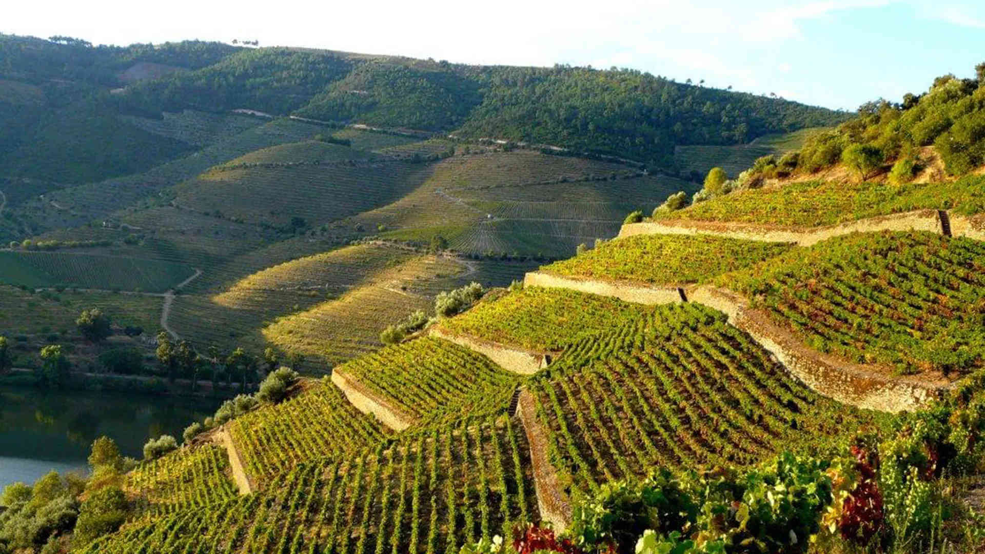 Quinta do Crasto Vinha Maria Teresa