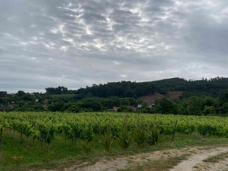 Sem Mal Vinho Verde