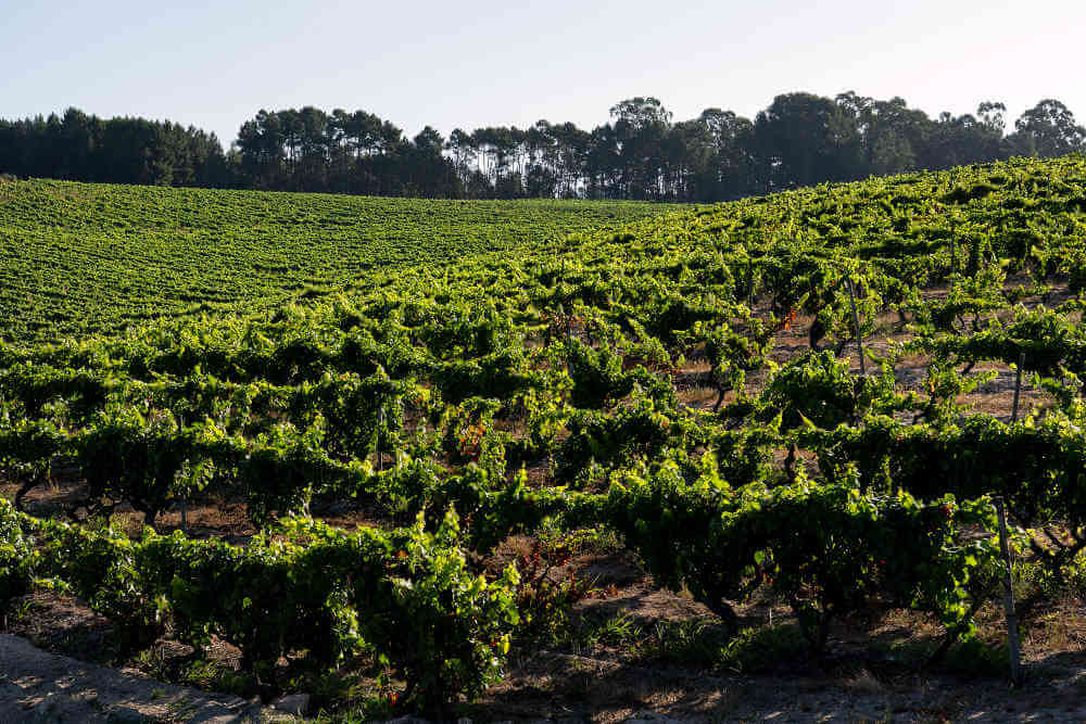 Taboadella Touriga Nacional