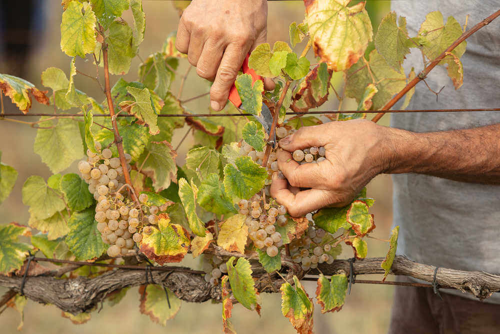 Alvarinho-Lese